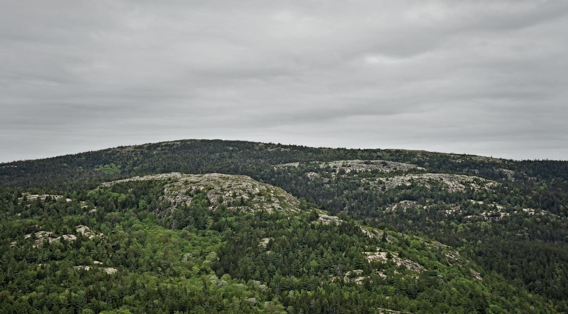 Maine forest
