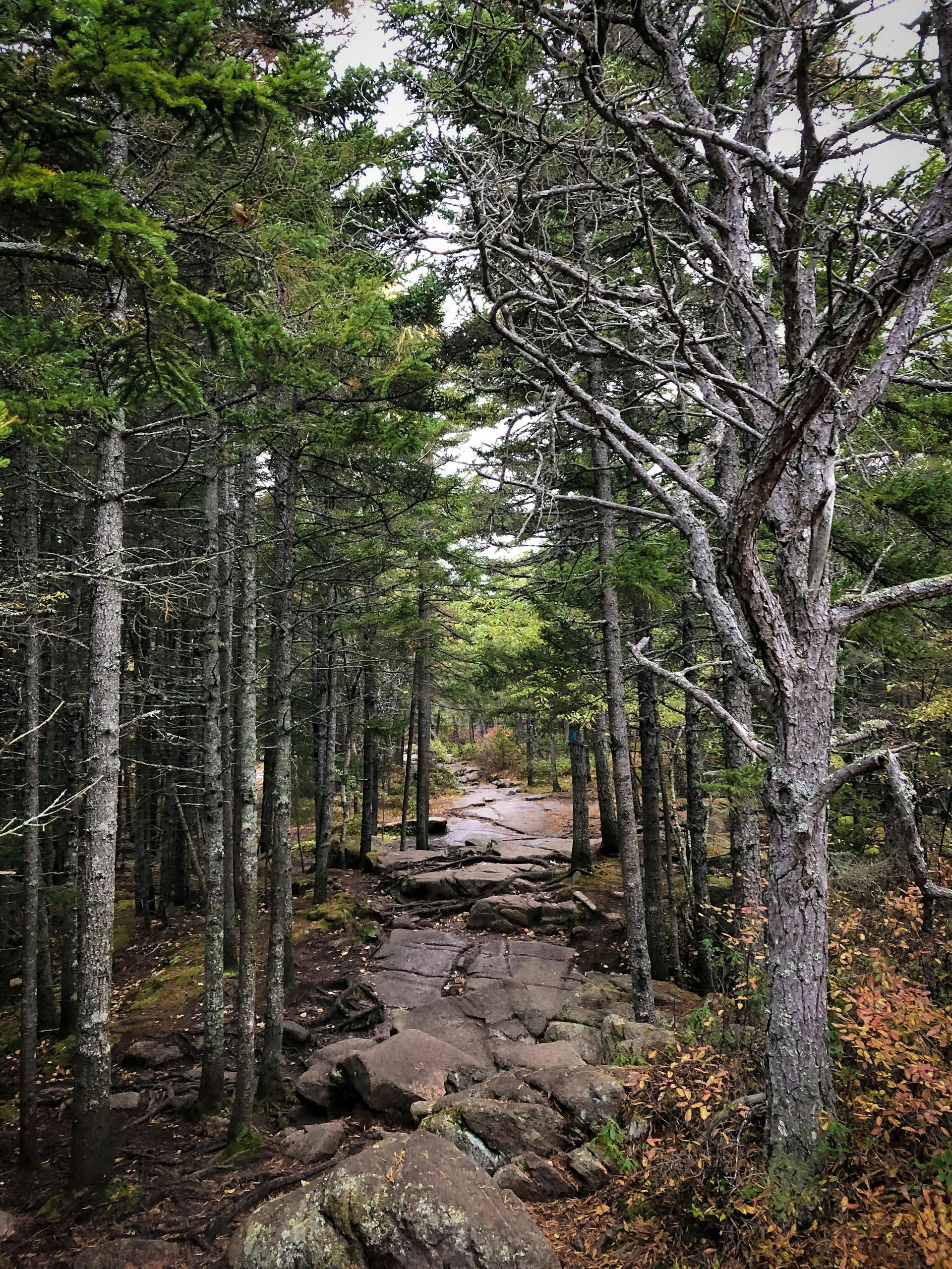 Maine forest
